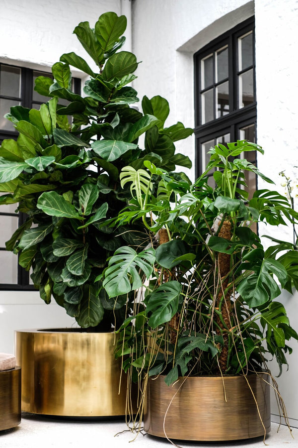 Brass  round Weathered 62 rond