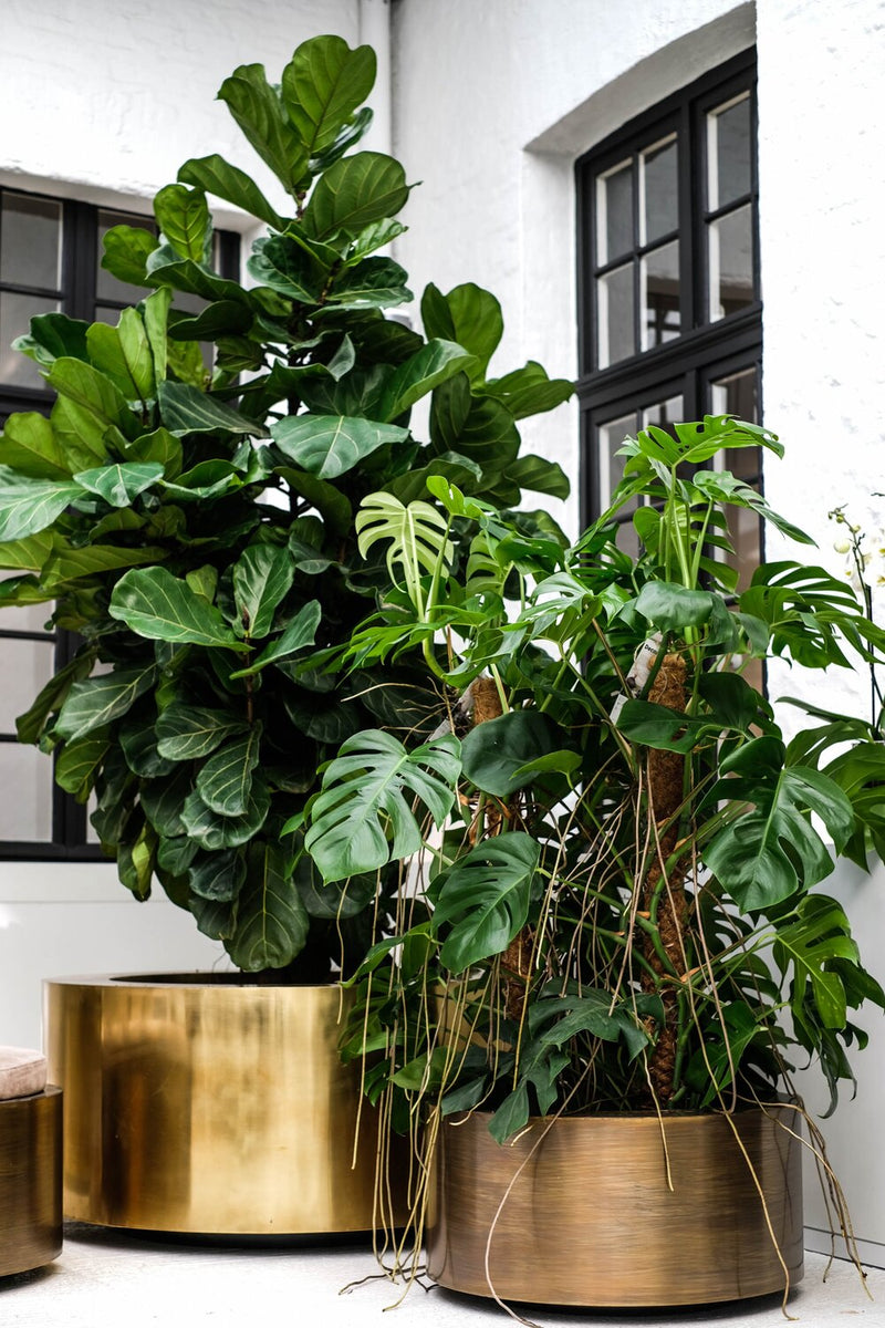 Brass  round Weathered 52 rond